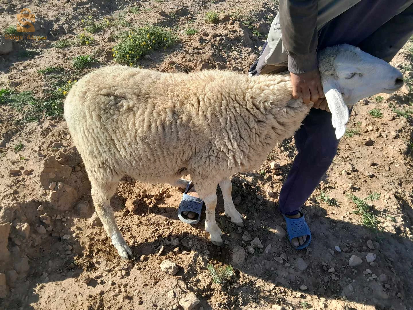 خروف ذكر