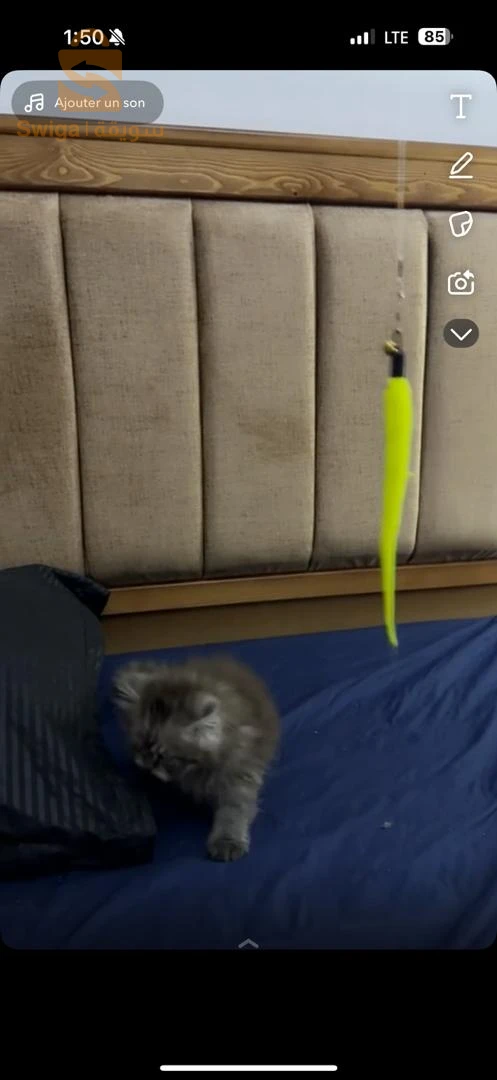 chat bleu russe
