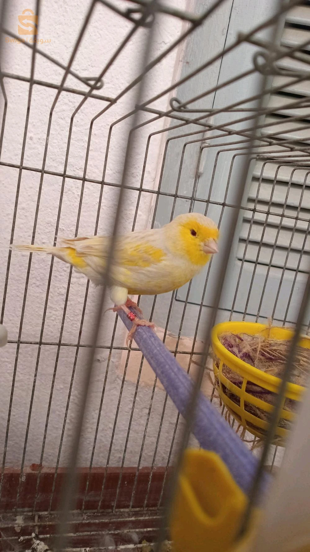 canari satini