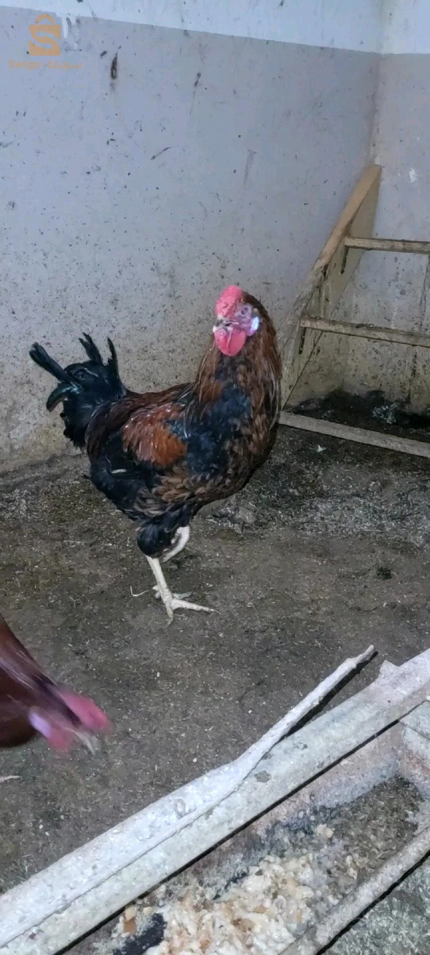 mâle