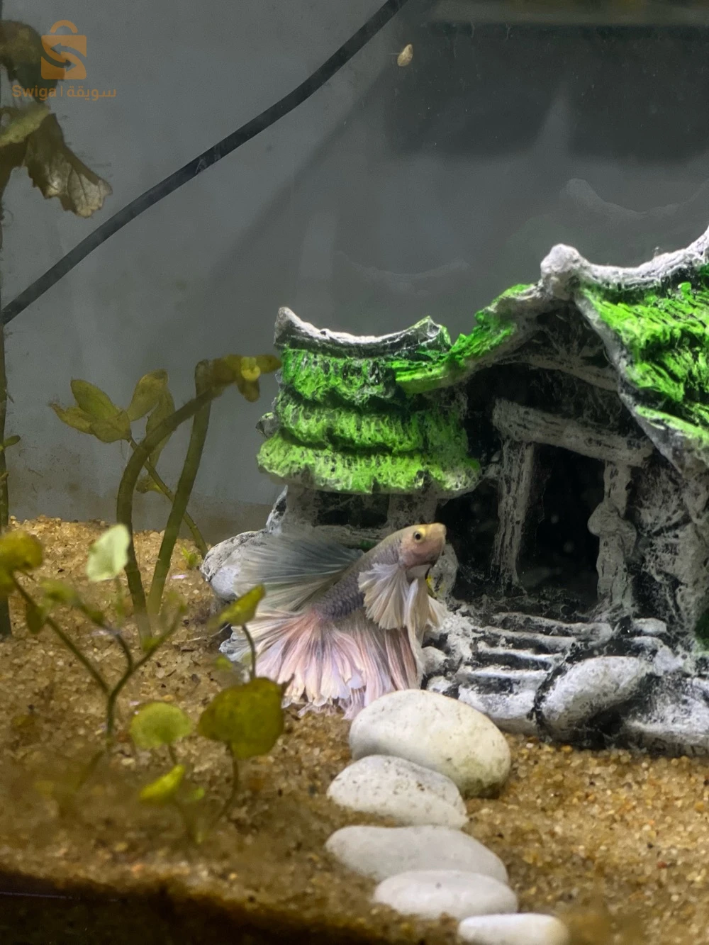 aquarium