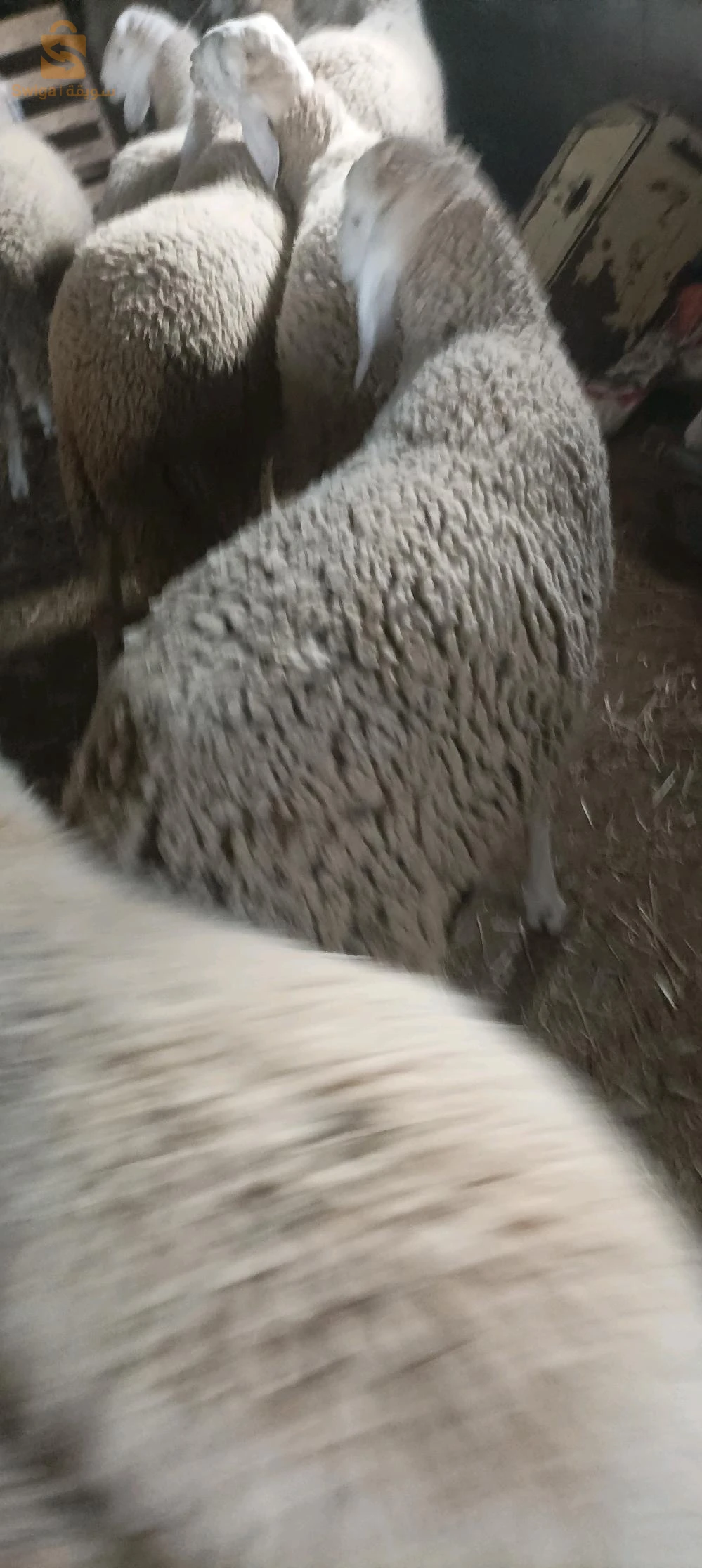 خرفان مشاء الله لحم صافي طالعين بصفى