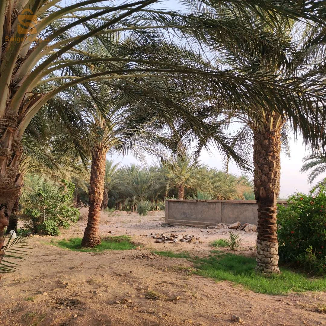 جنان نخيل دقلة نور