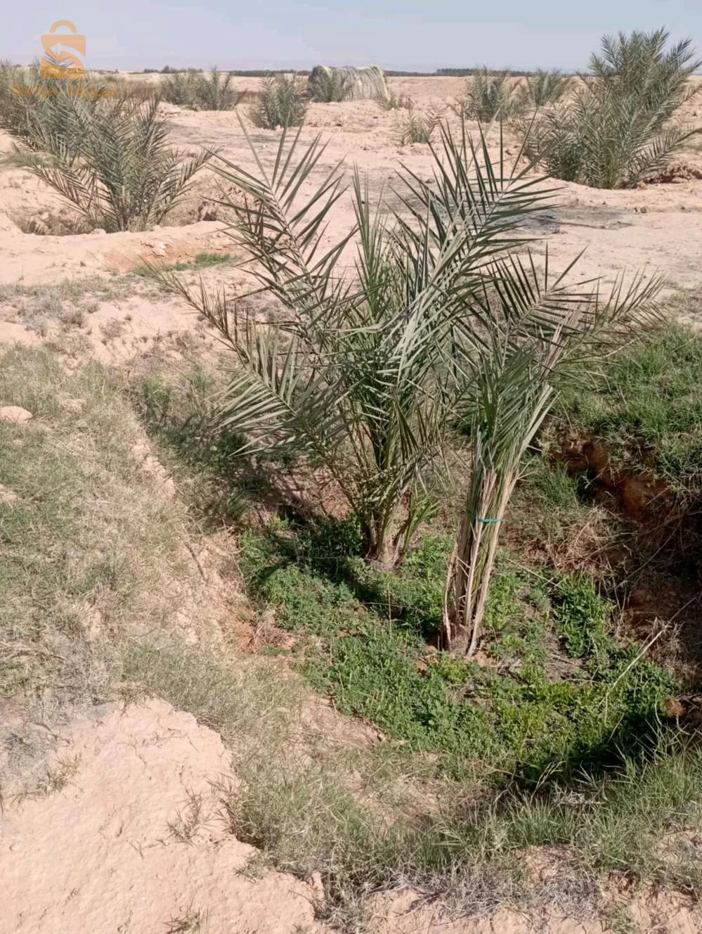 بلدية ليوة  منطقة لقميق