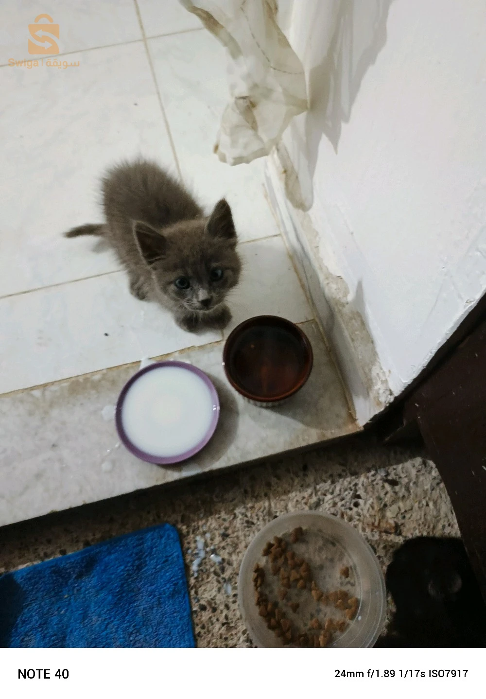 chat bleu russe