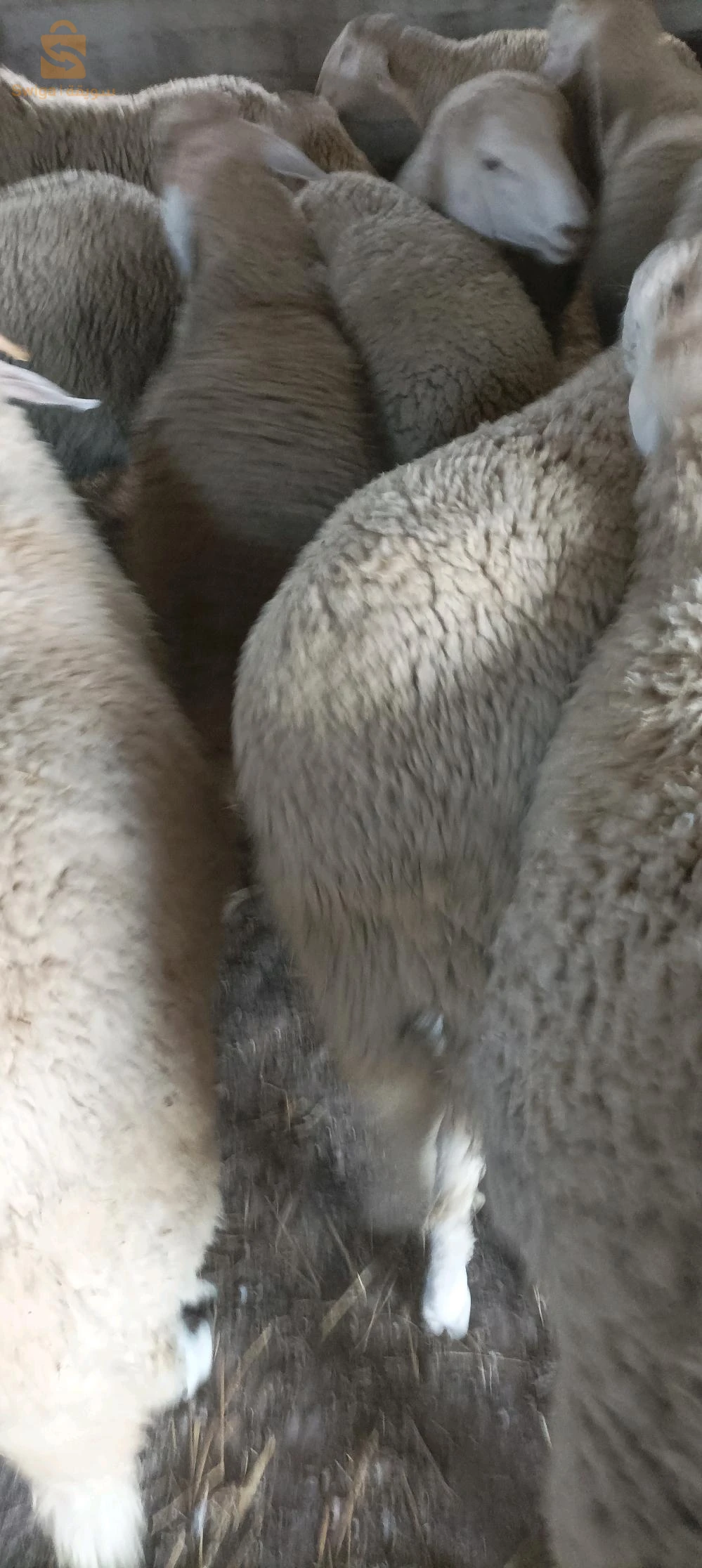 خرفان مشاء الله لحم صافي طالعين بصفى