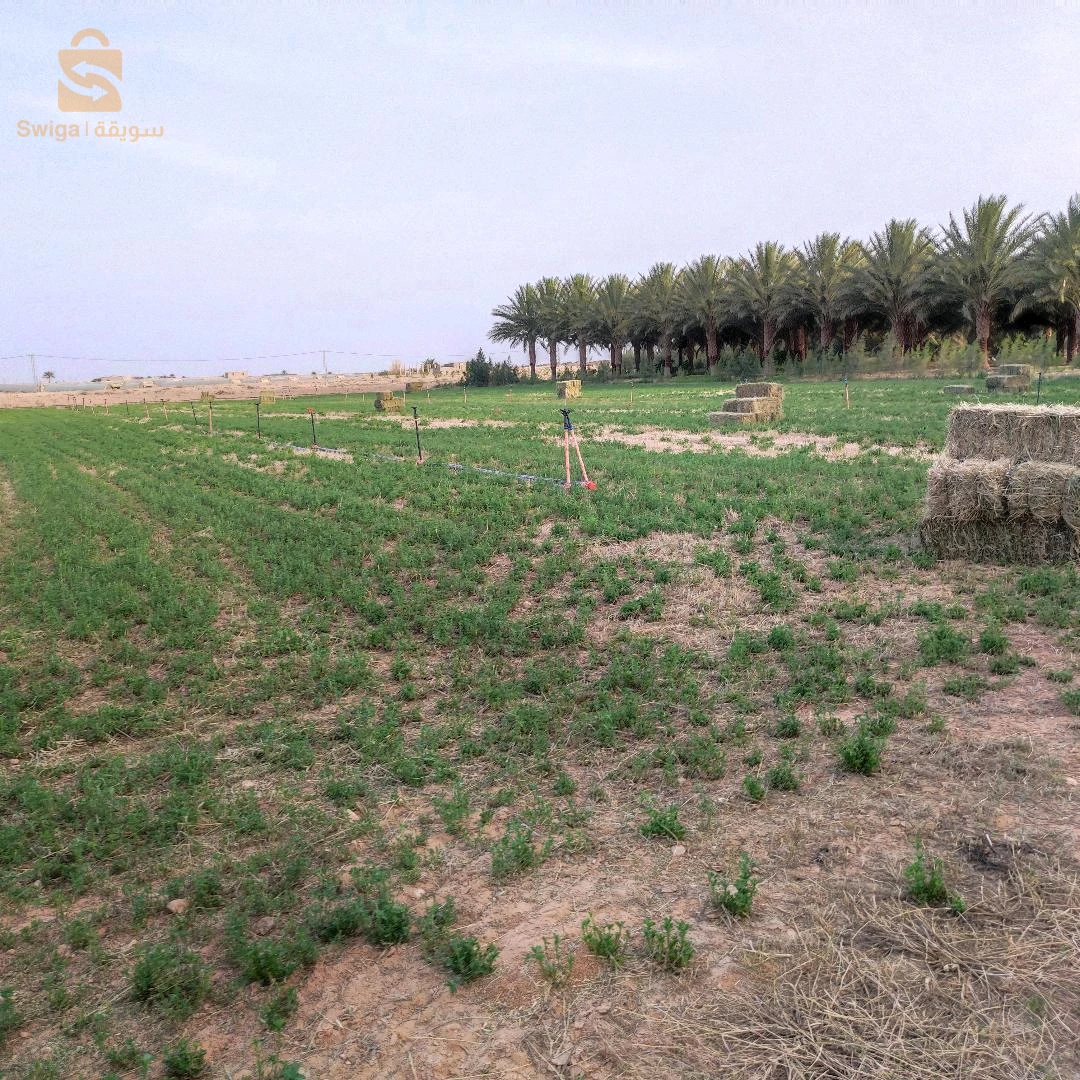 جنان نخيل دقلة نور