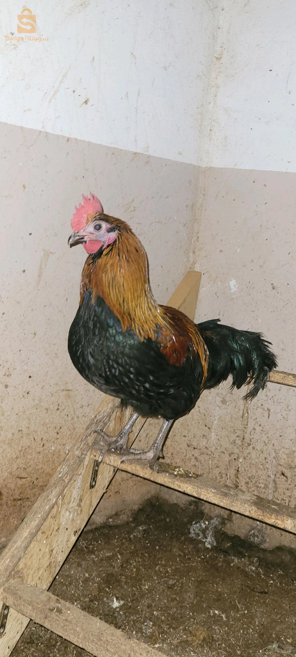 mâle