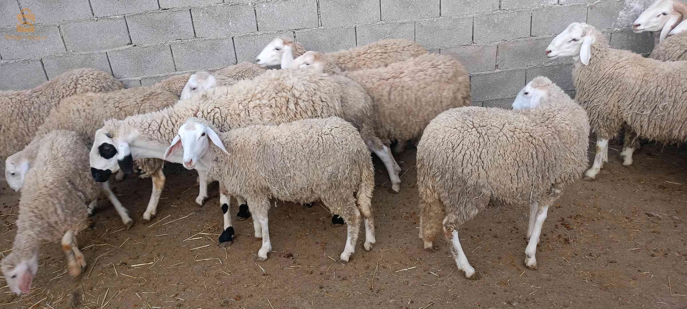 حيوانات اخرى ماعدا الطيور 