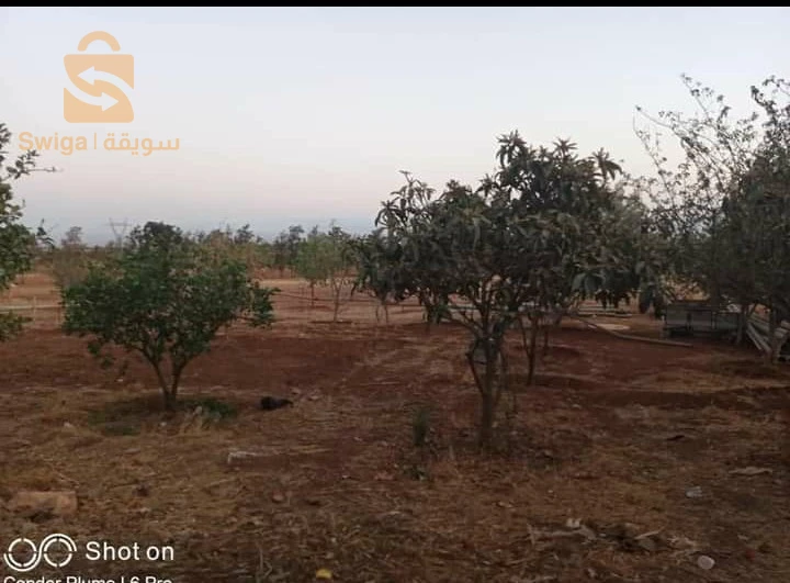 للبيع اراضي اخرى عدد الغرف 44 عين الدفلى