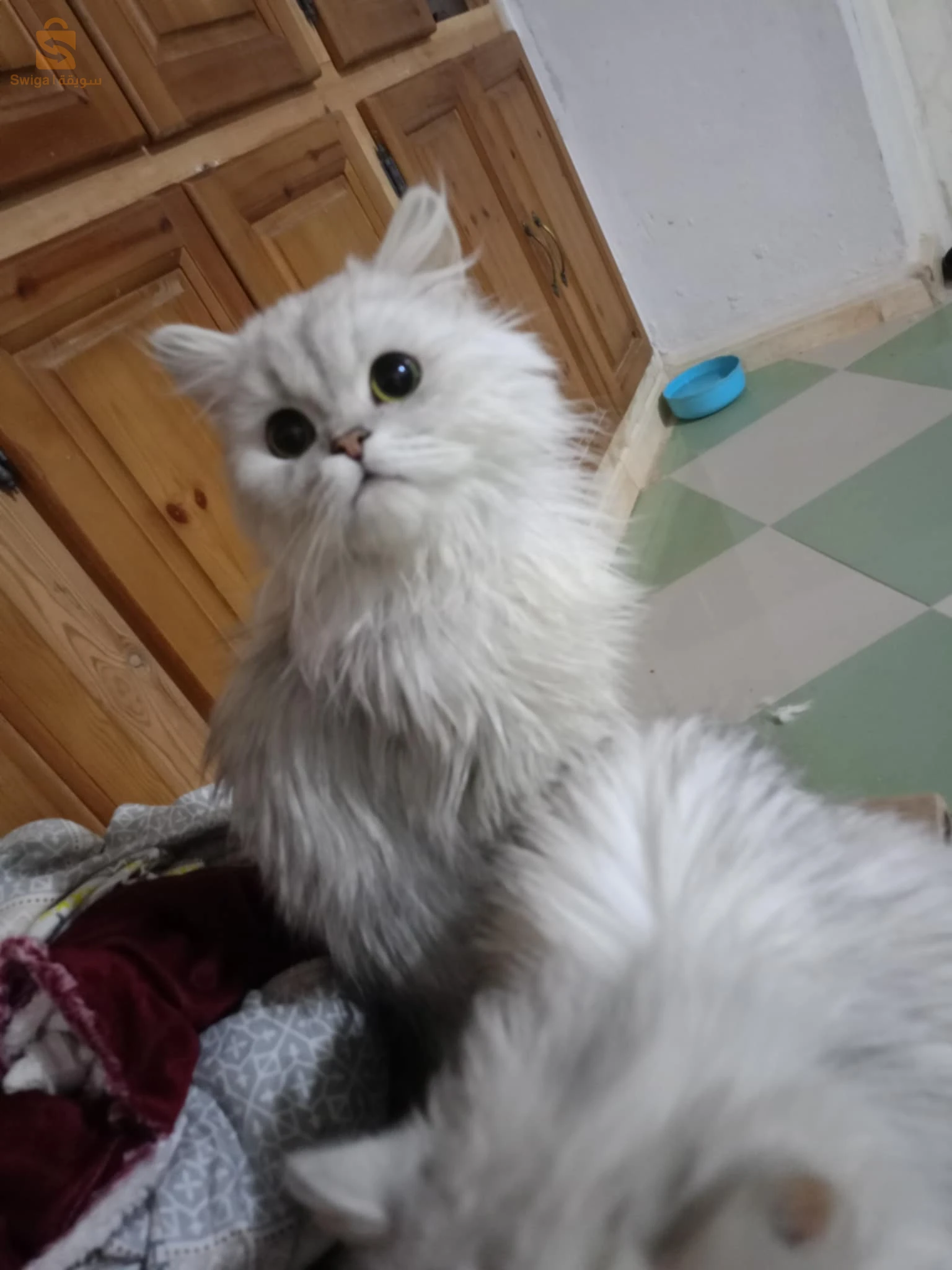 cats 