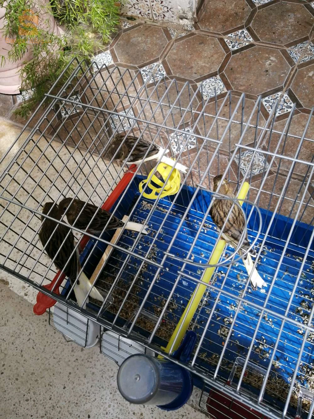 canary 