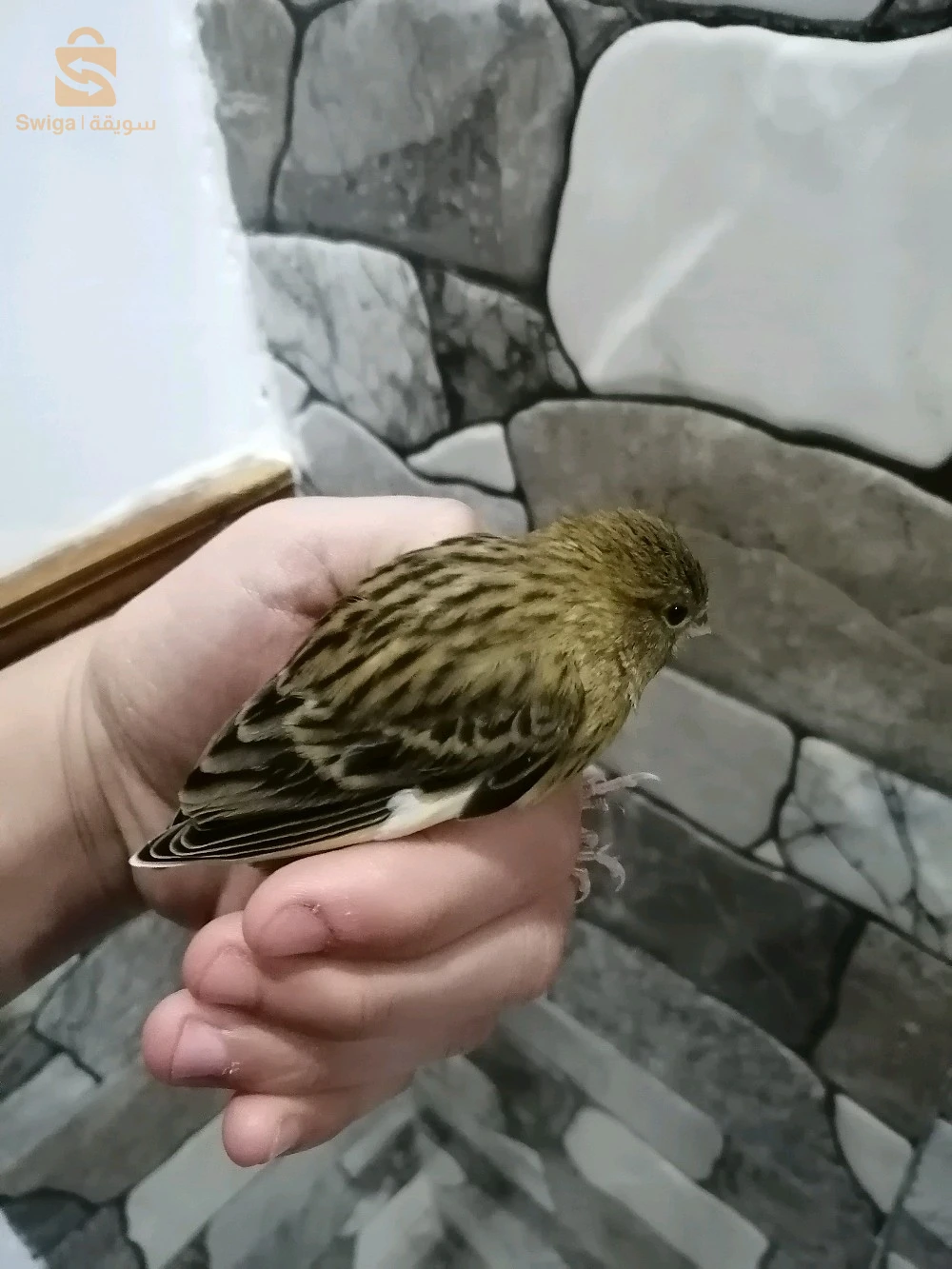 الكناري 