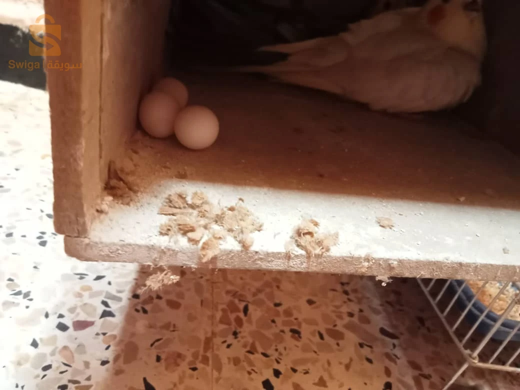 الكوكتيل او الكروان 