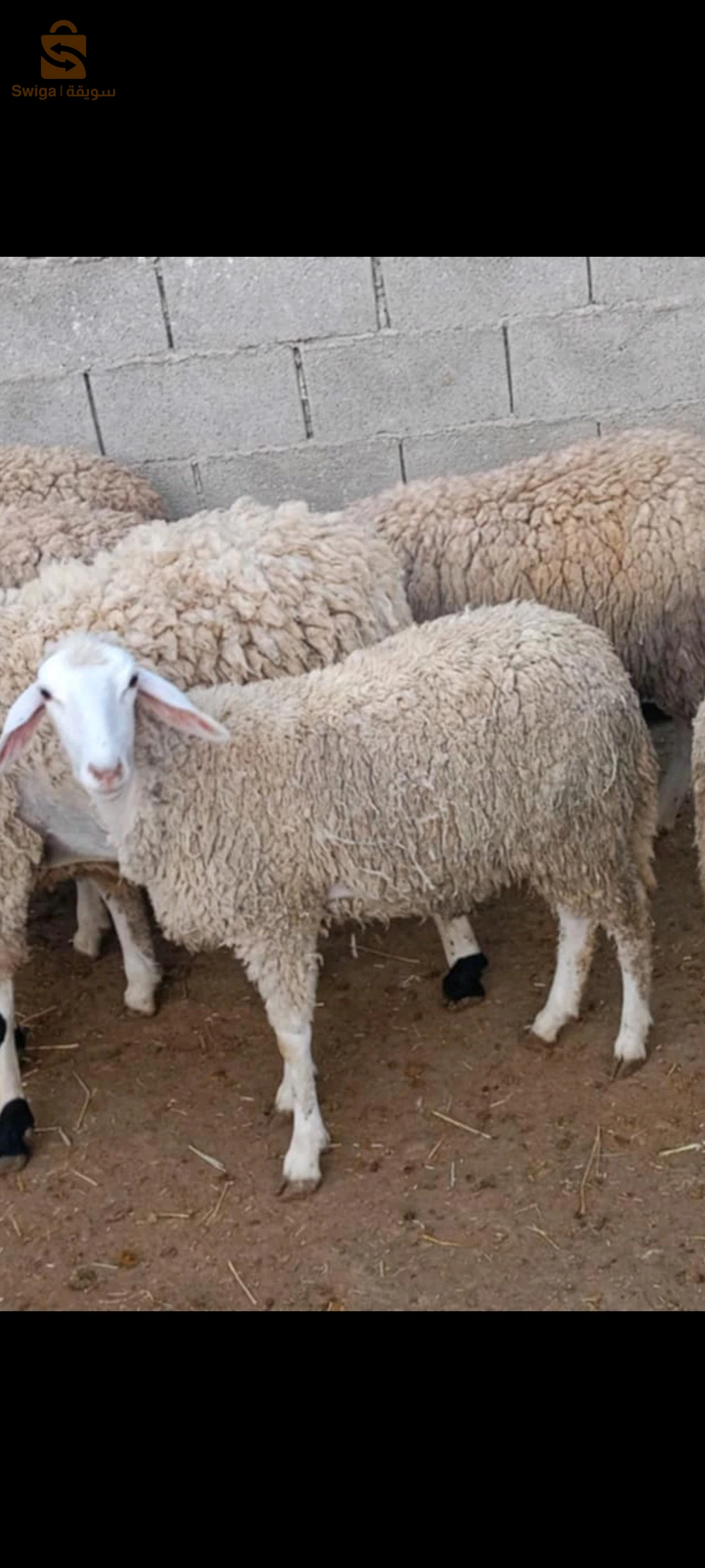 حيوانات اخرى ماعدا الطيور 