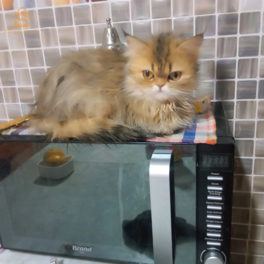 chats 