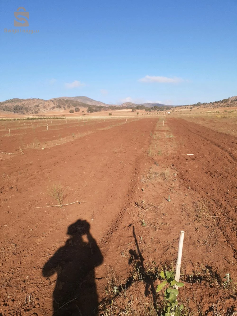 À vendre Les terres agricoles les chambres  22 SIDI BEL ABBES