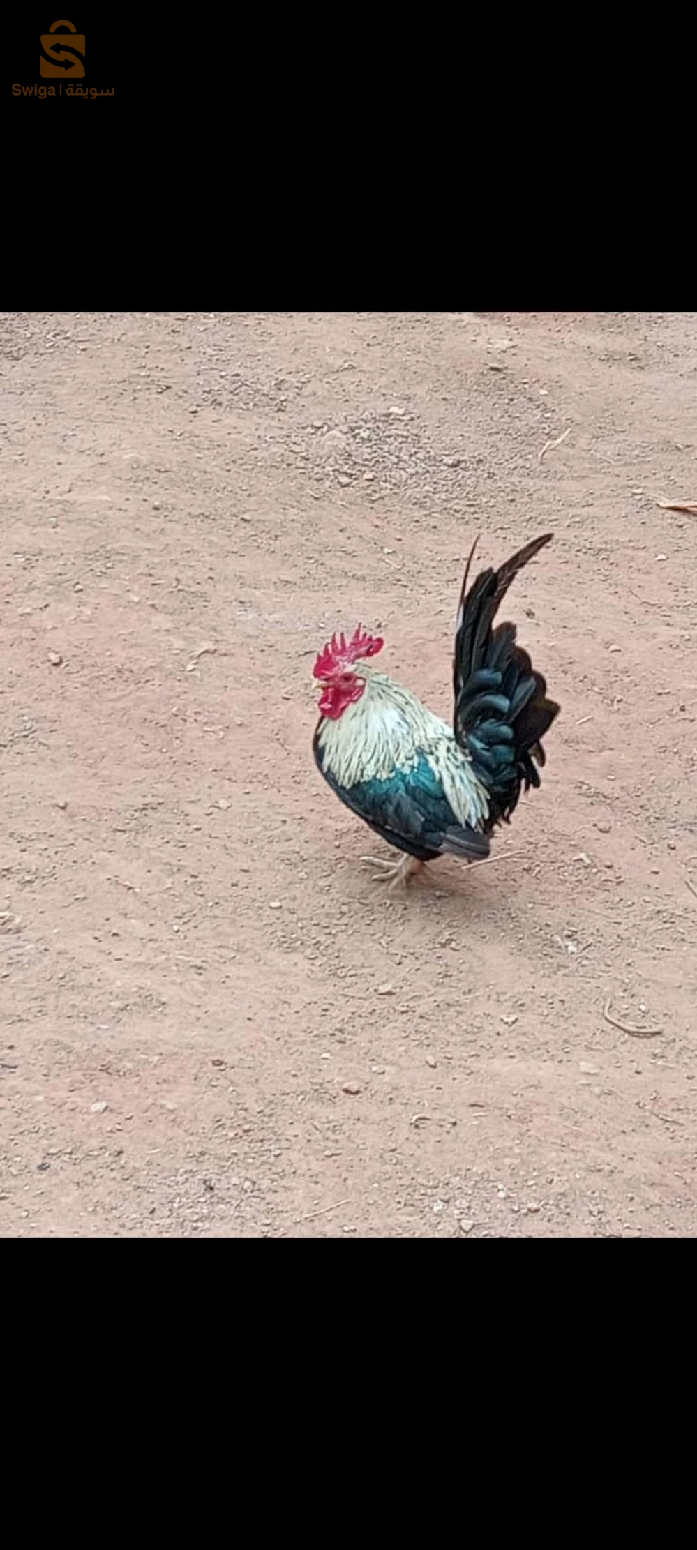 الدجاج بانواعه 