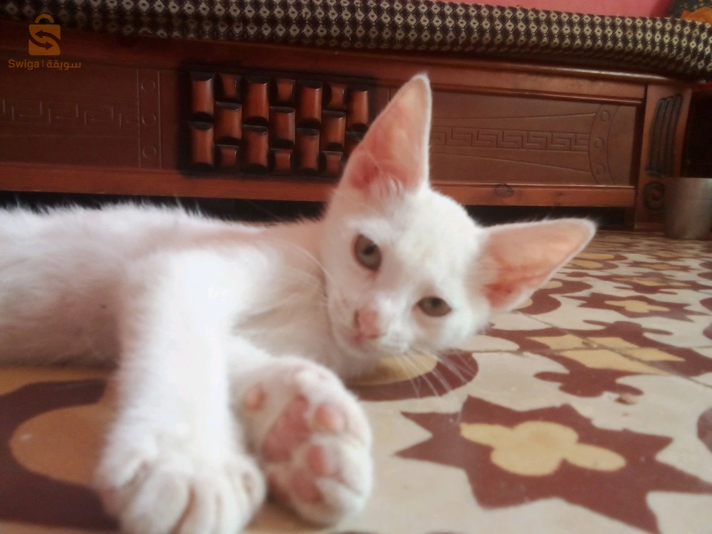 قطط 