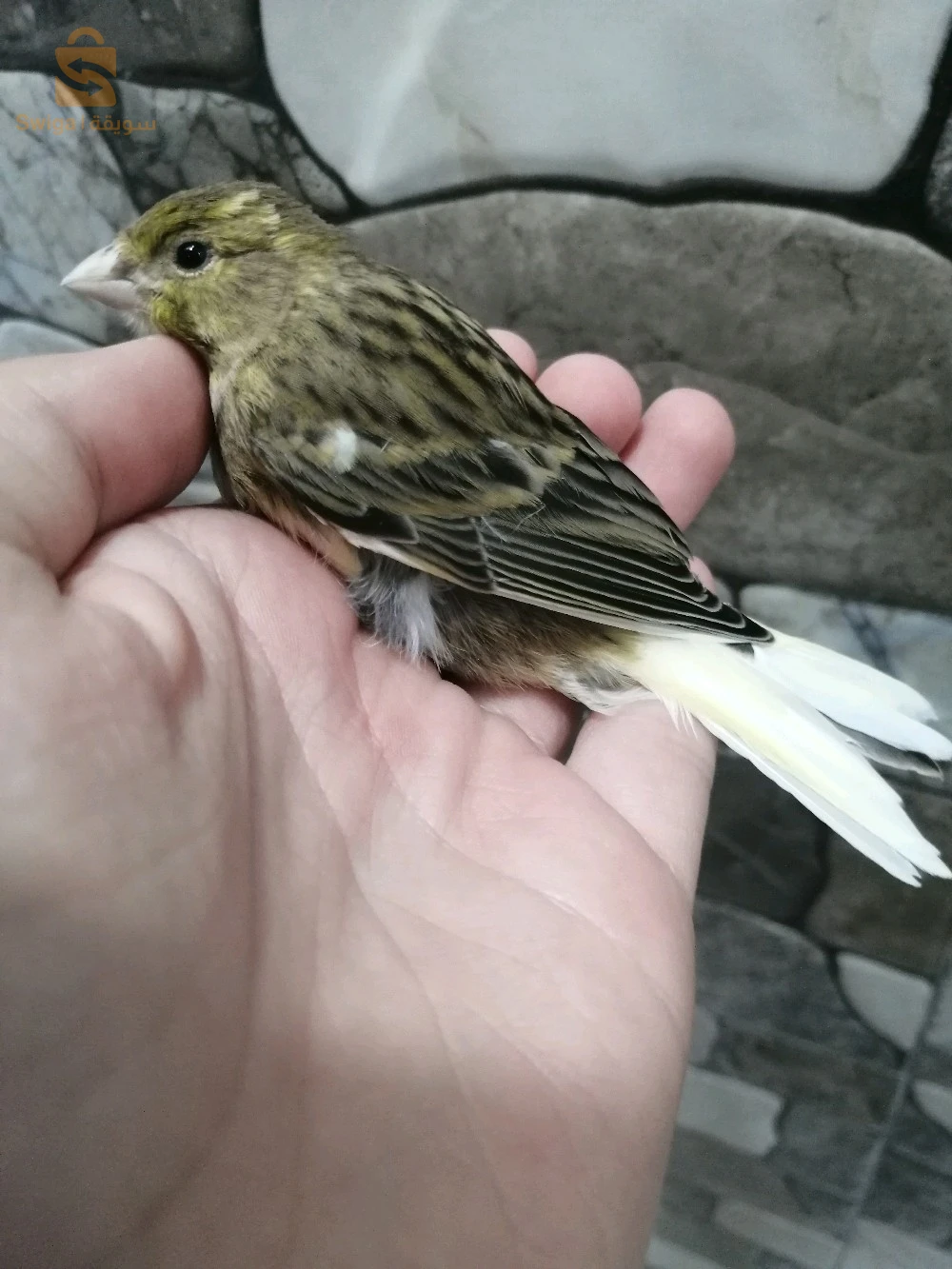 canari 