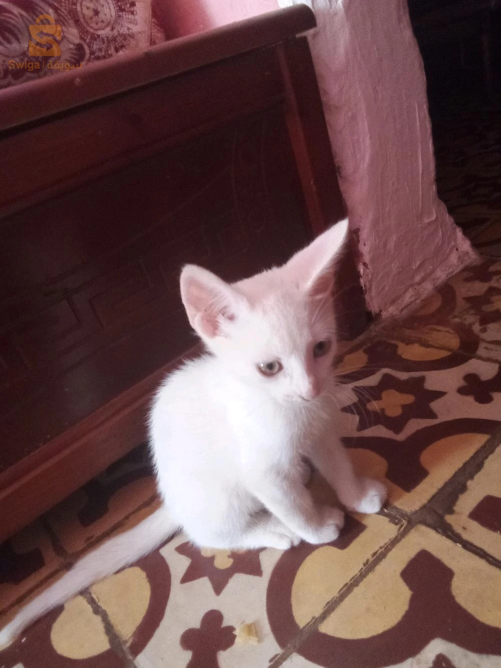 قطط 