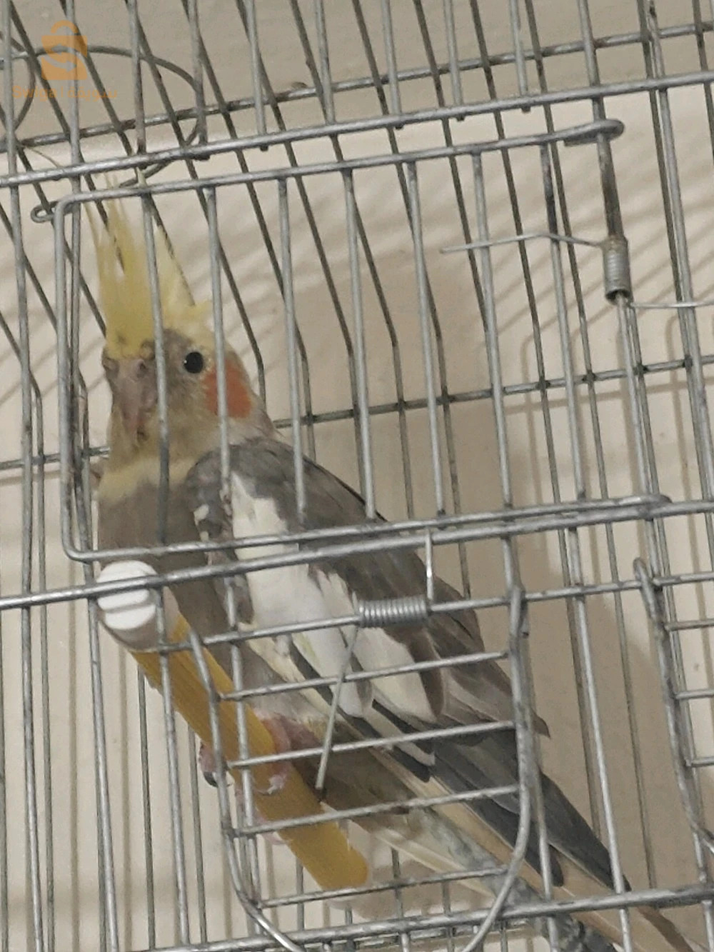 الكوكتيل او الكروان 