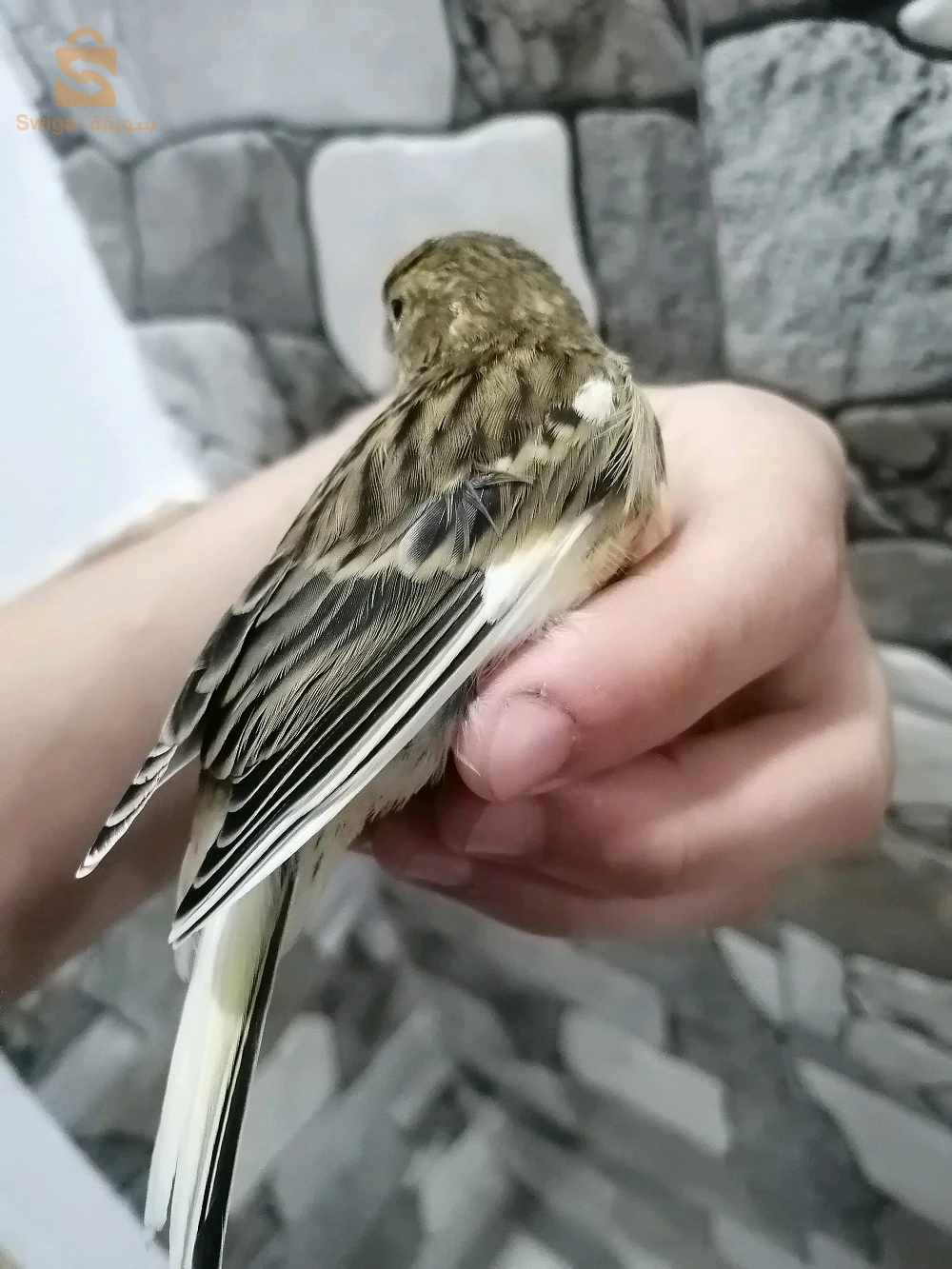 الكناري 