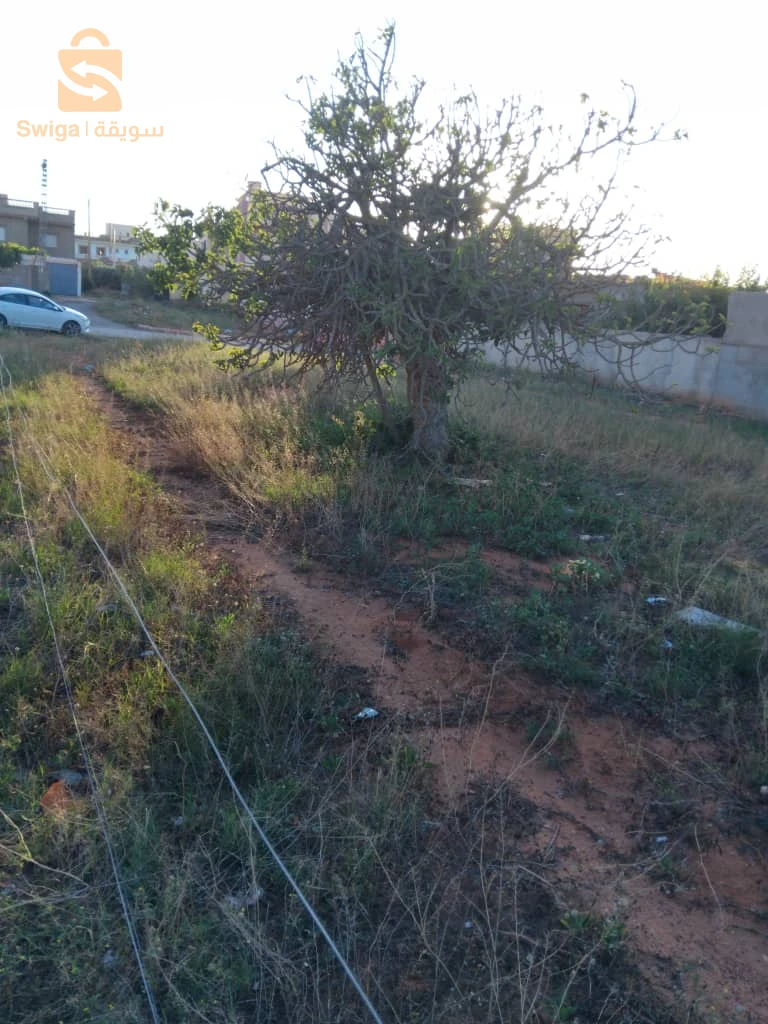للبيع اراضي اخرى عدد الغرف 27 مستغانم