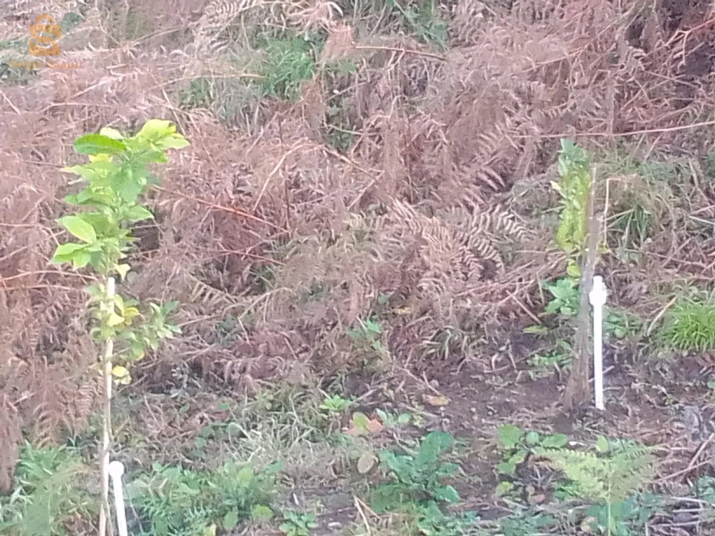 For sale villas Room Number 16 ALGER