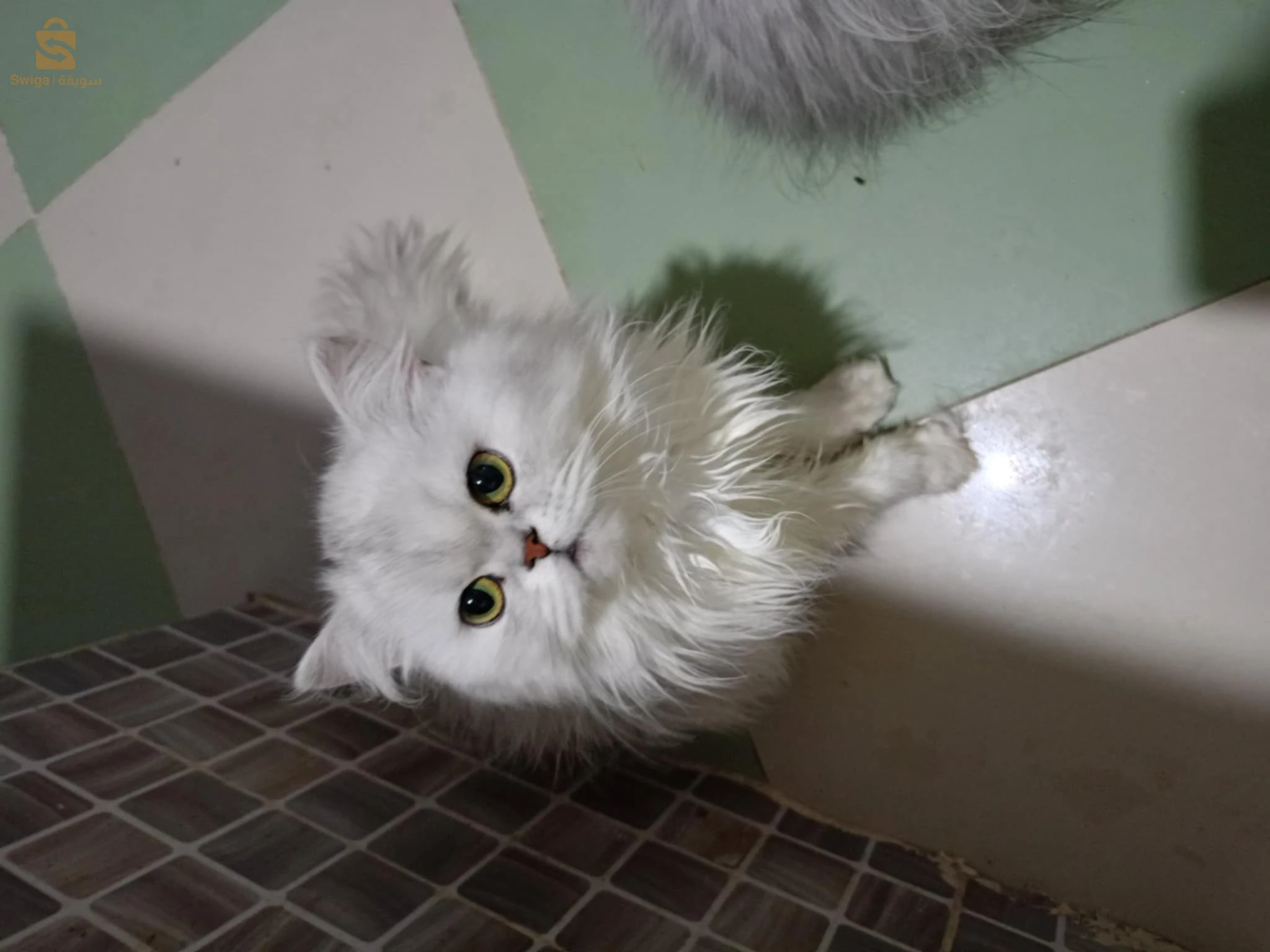 قطط 