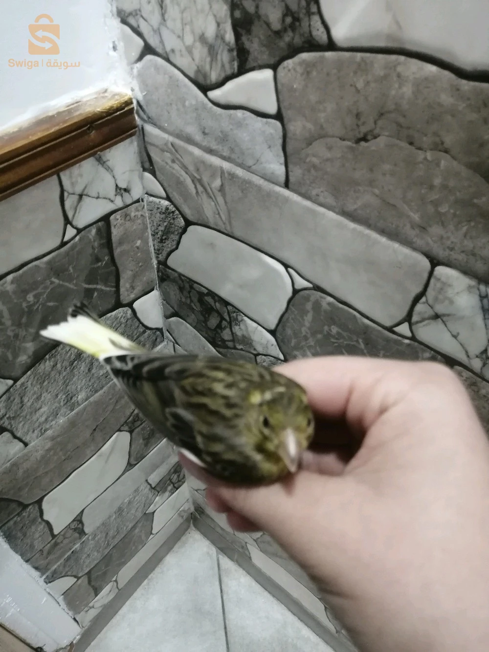 الكناري 