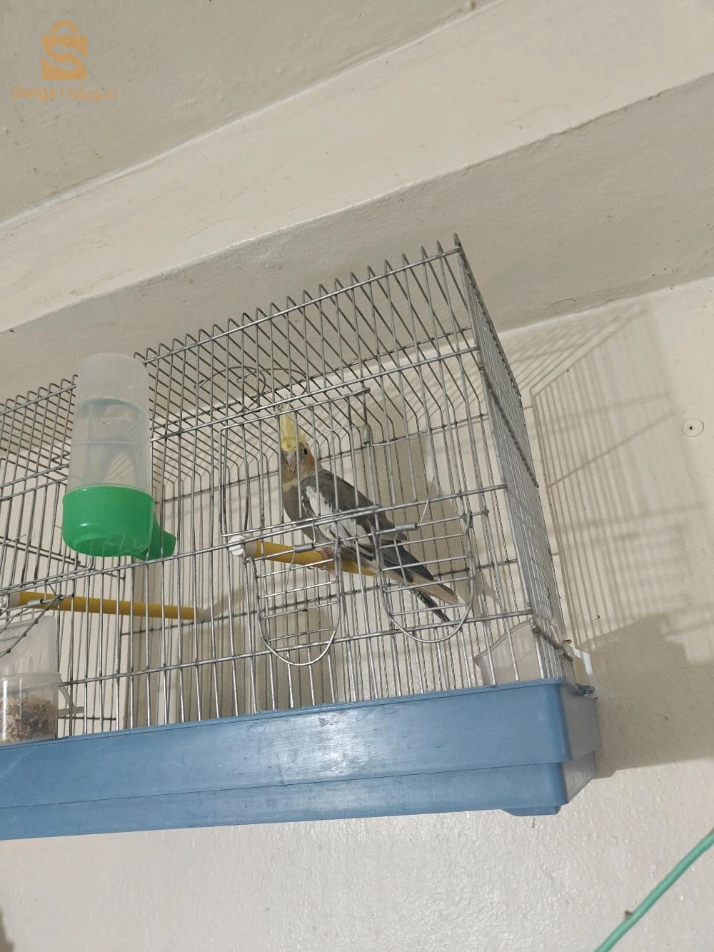 الكوكتيل او الكروان 