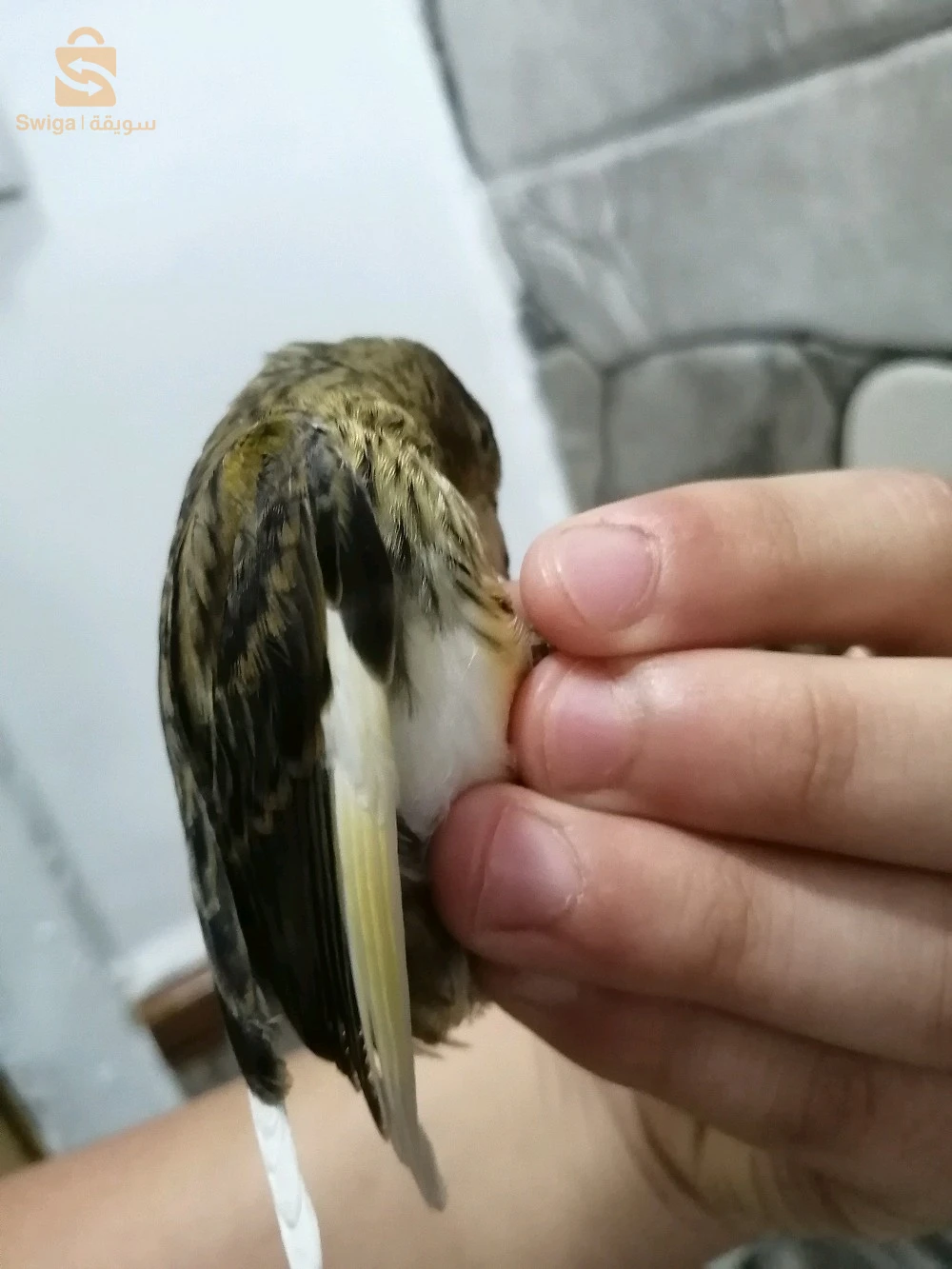 canary 