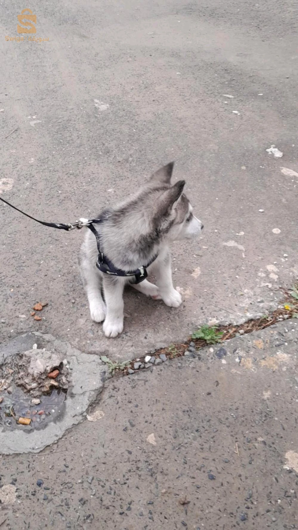 chiens de garde 