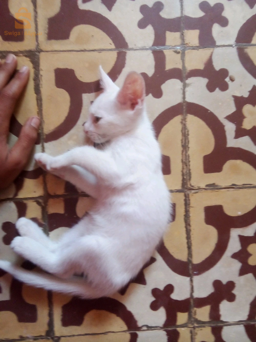 chats 