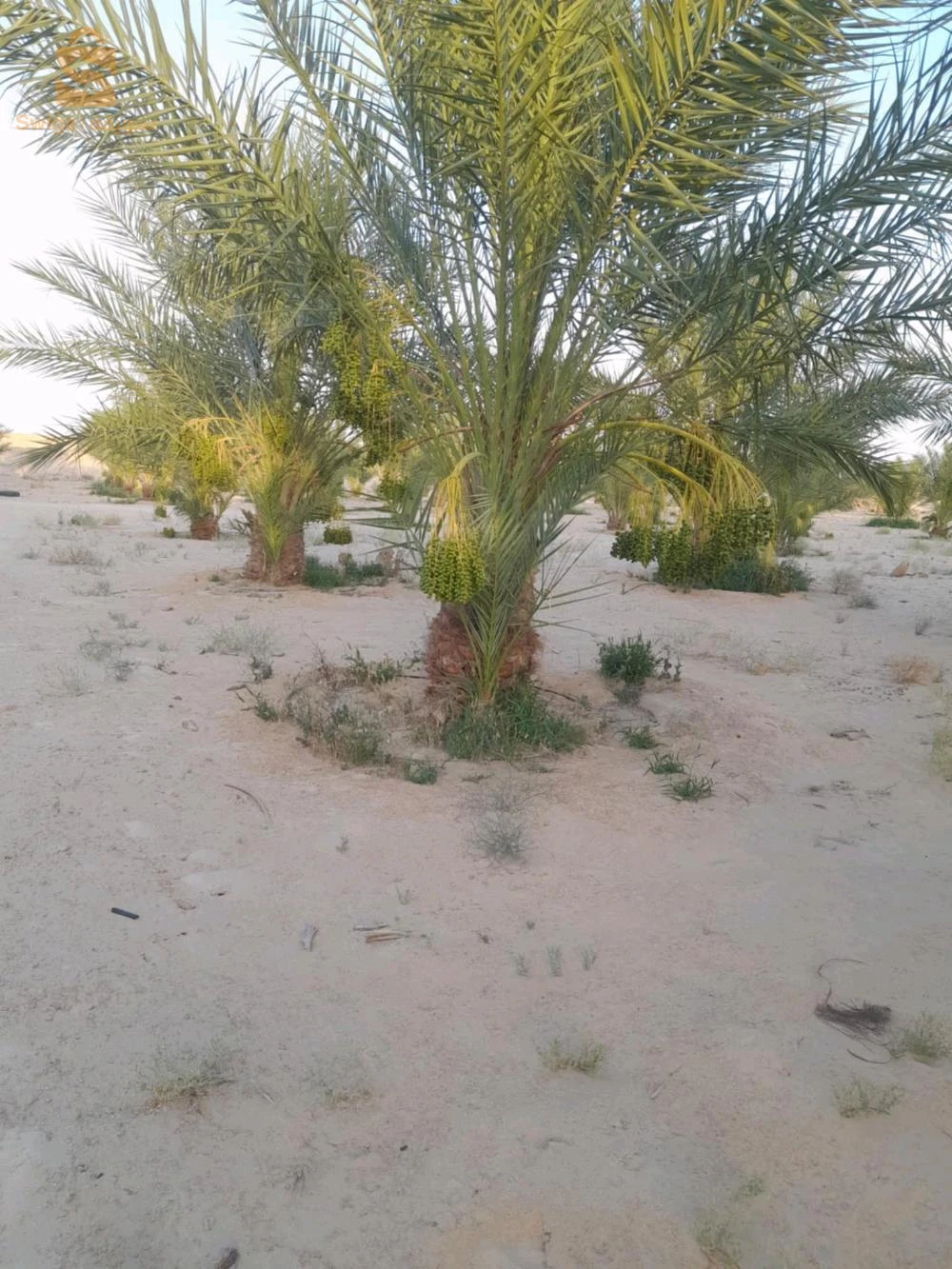 للبيع اراضي زراعية عدد الغرف 39 الوادي