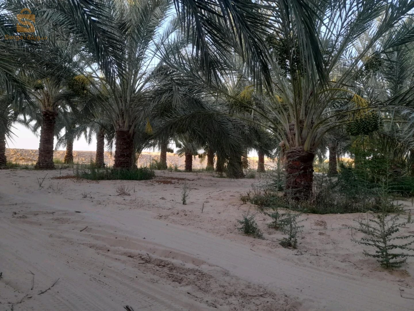 للبيع اراضي زراعية عدد الغرف 39 الوادي