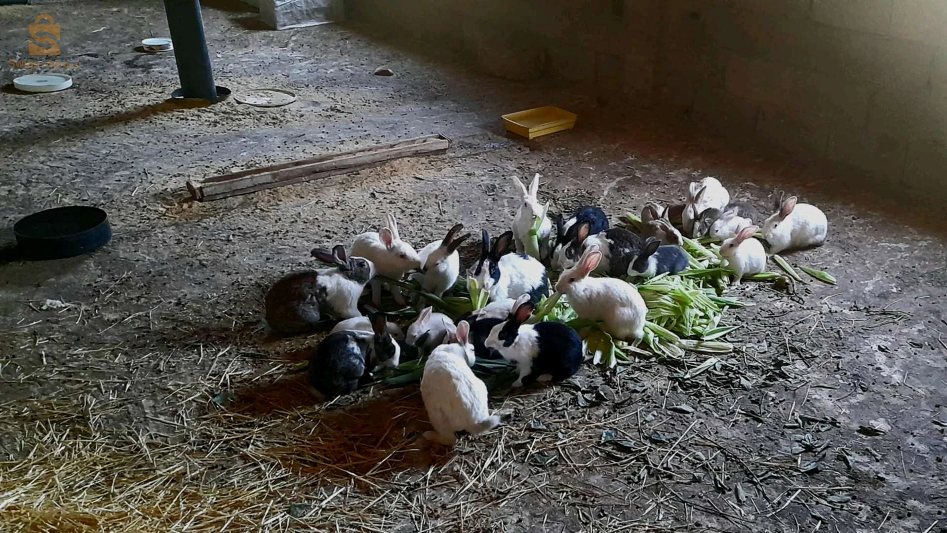 lapins 