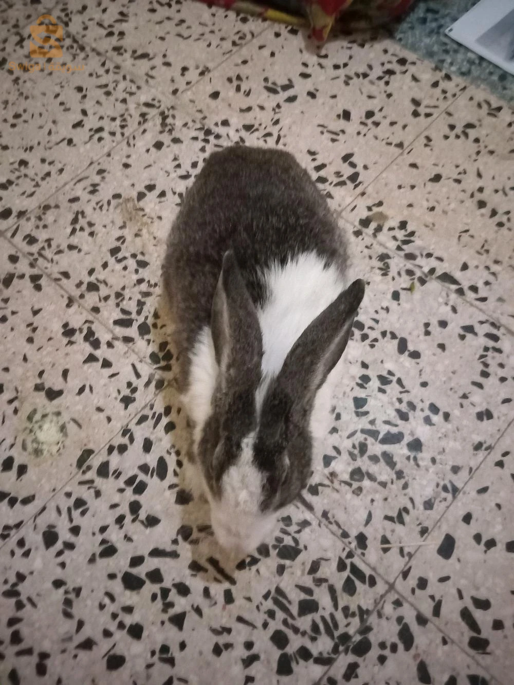 lapins 