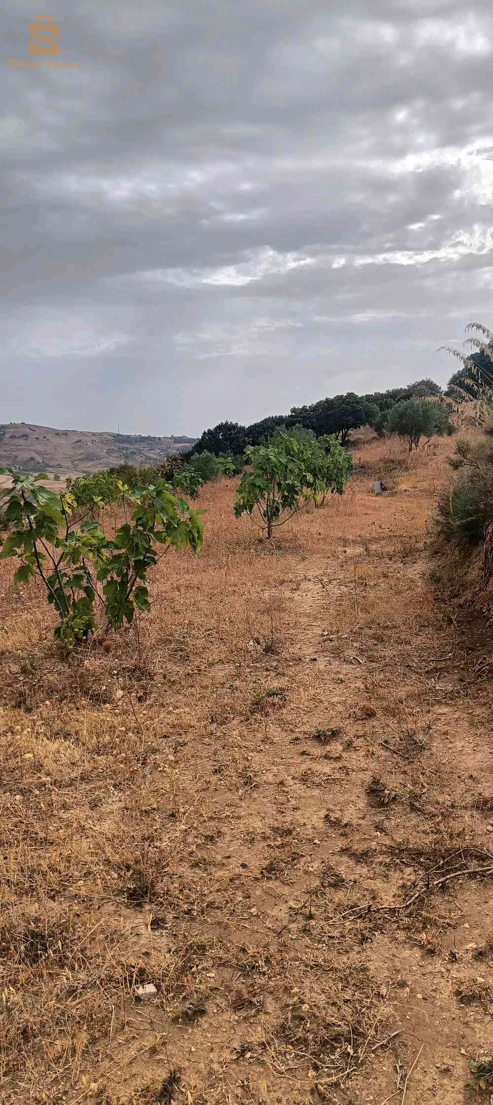 للبيع عقارات اخرى عدد الغرف4 10 البويرة