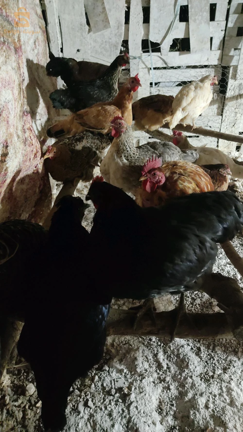 produits de volaille 