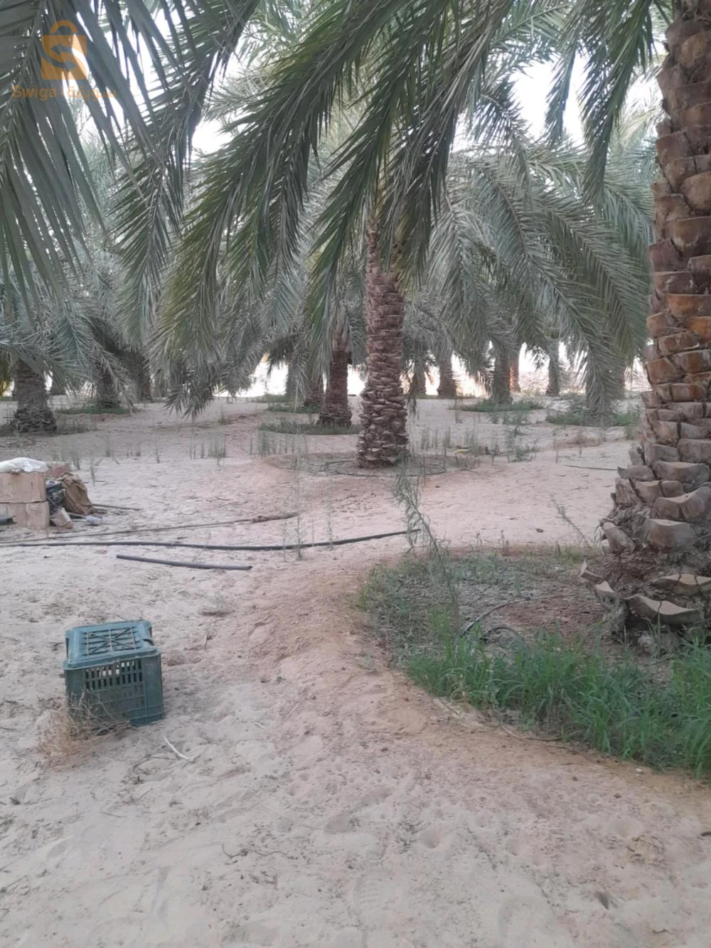 For sale agricultural lands Room Number 39 EL OUED