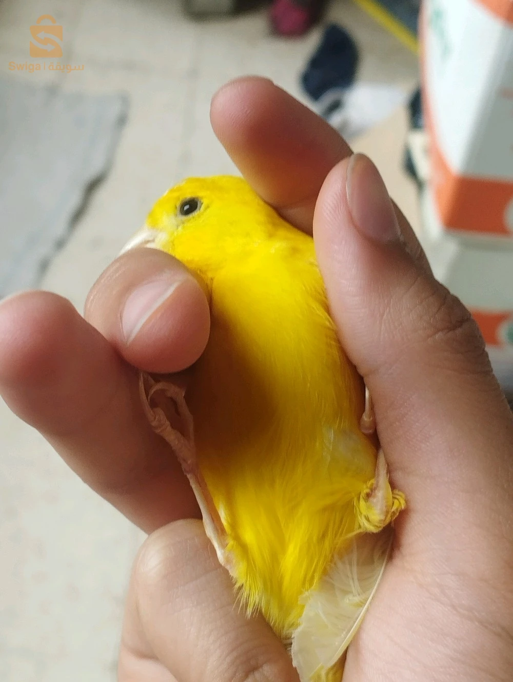 الكناري 