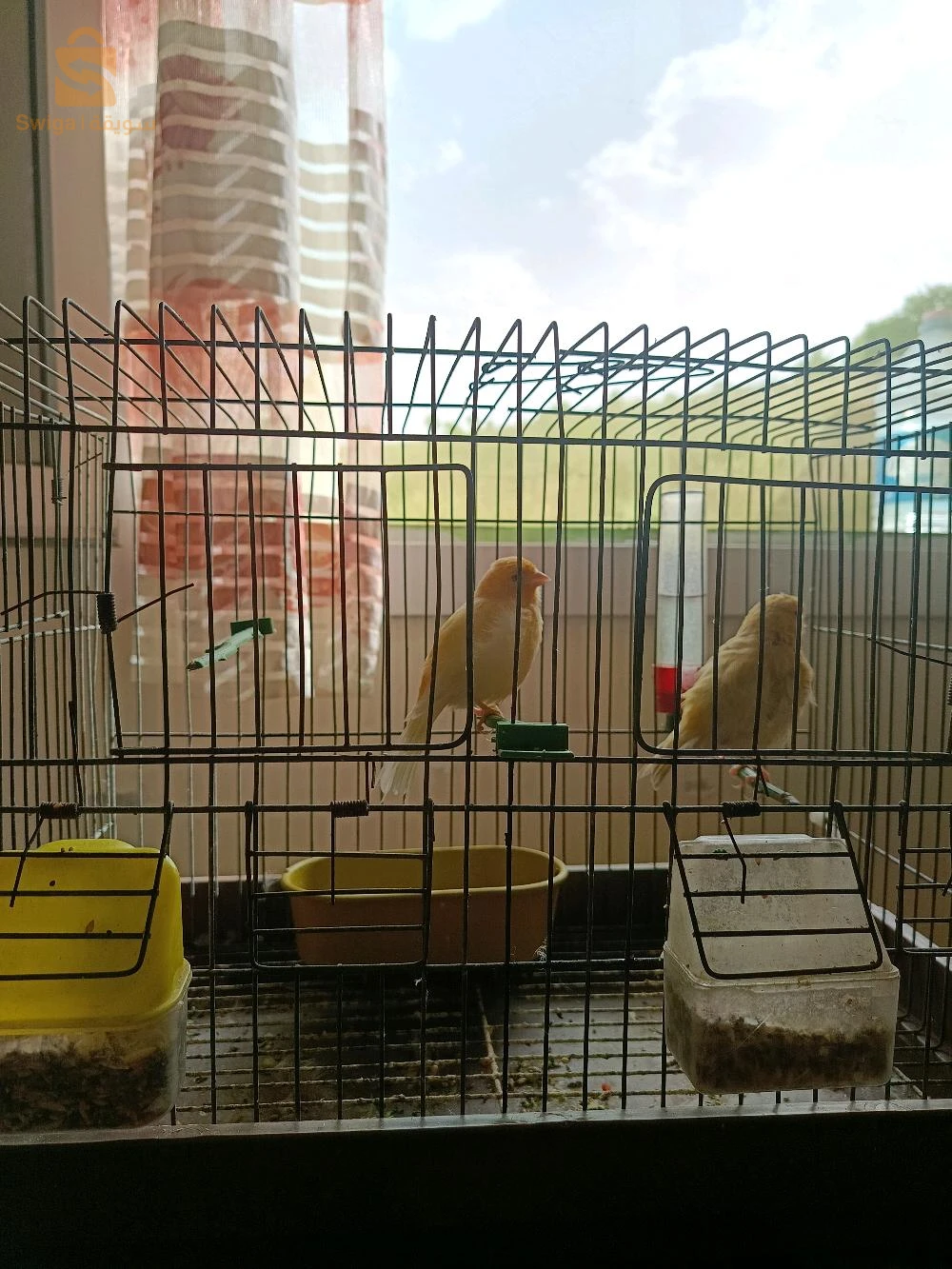 canari 