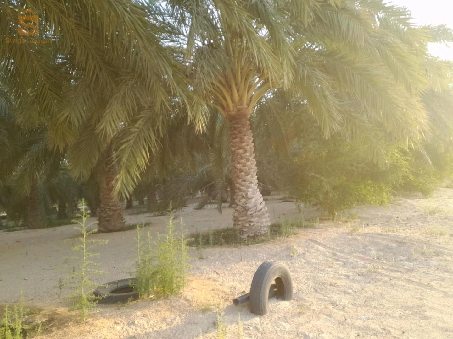 للبيع اراضي زراعية عدد الغرف 39 الوادي