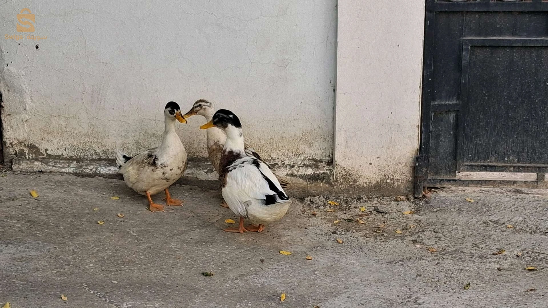 البط و الاوز 