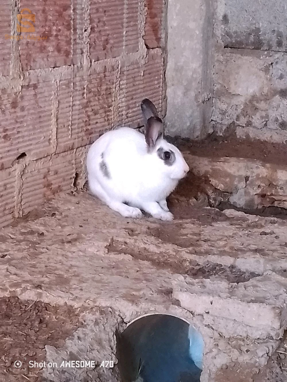 rabbits 