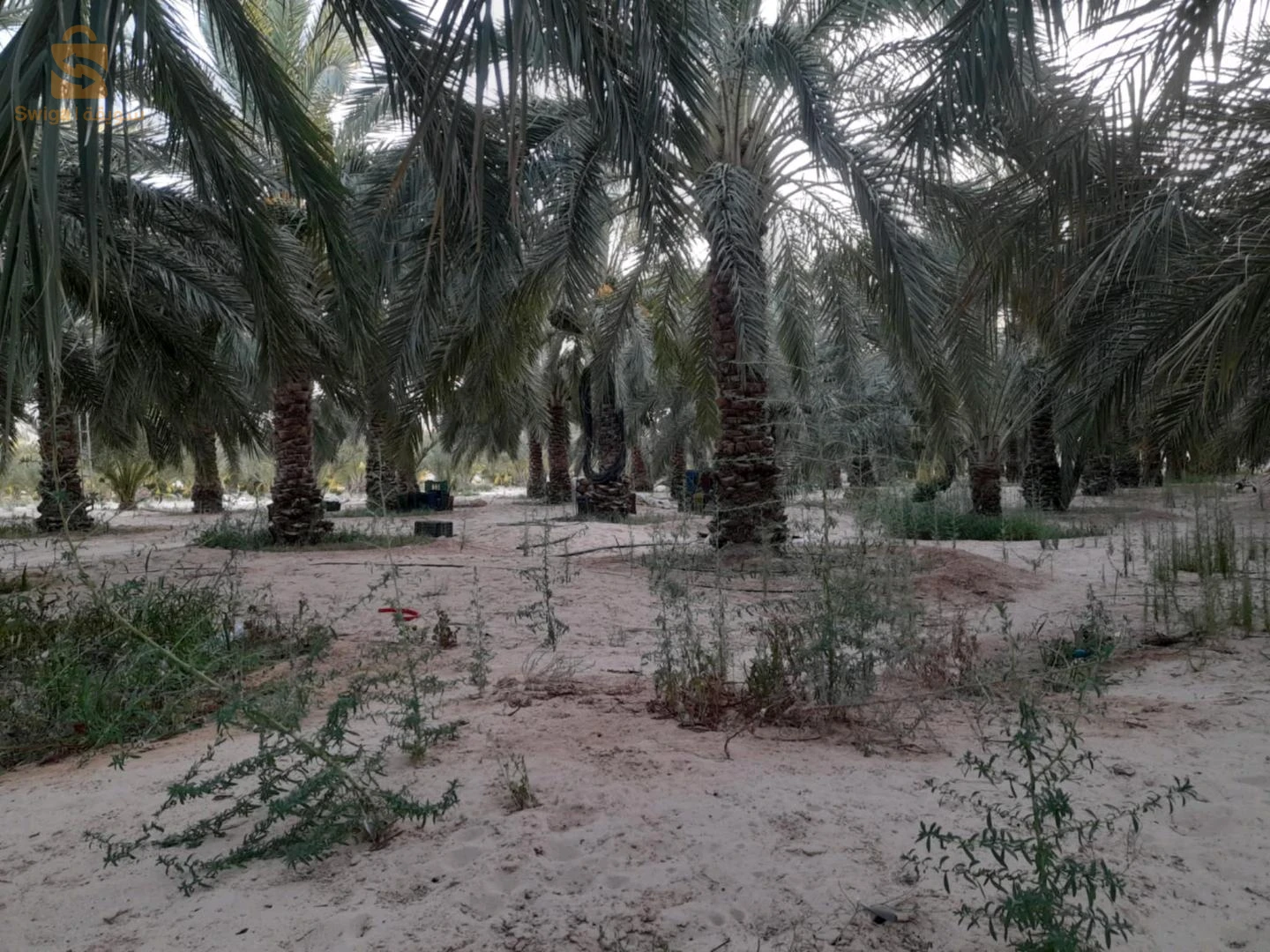 للبيع اراضي زراعية عدد الغرف 39 الوادي