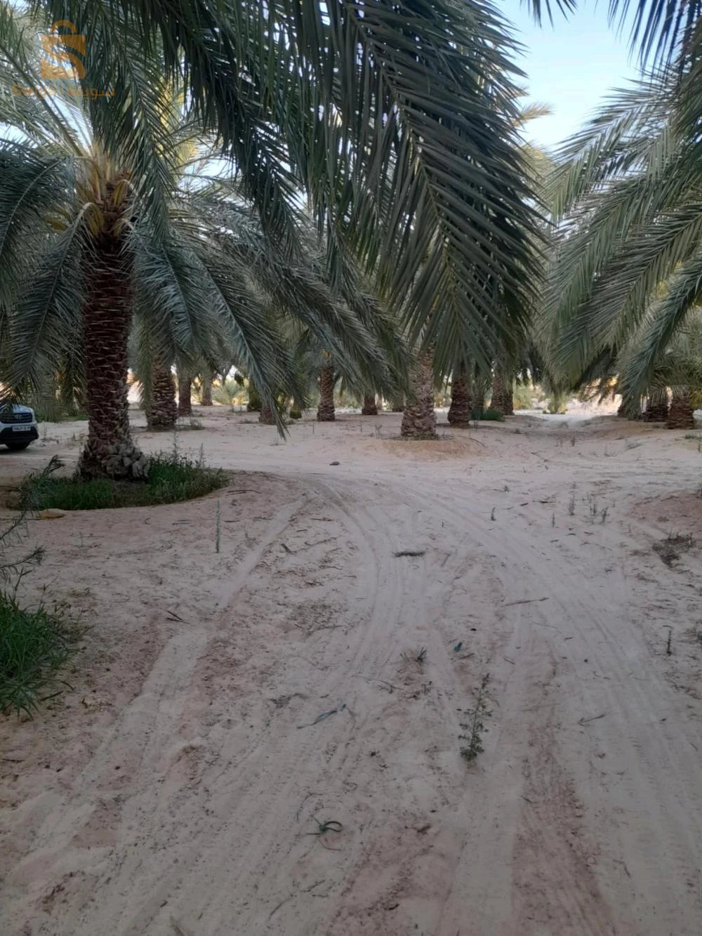 For sale agricultural lands Room Number 39 EL OUED