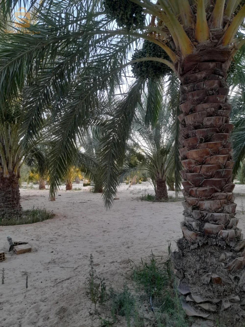 للبيع اراضي زراعية عدد الغرف 39 الوادي
